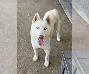 Siberian Husky Dogs for adoption in Riverside, CA, USA
