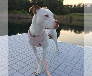 Senene - Female American Pit Bull Terrier-Unknown Mix Dog for Adoption - Photo #19