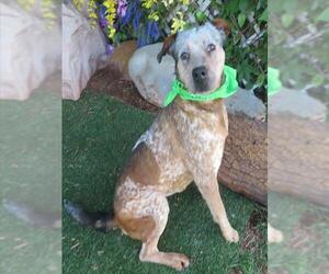 Staffordshire Bull Terrier Dogs for adoption in Oklahoma City, OK, USA