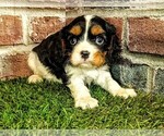Small #8 Cavalier King Charles Spaniel