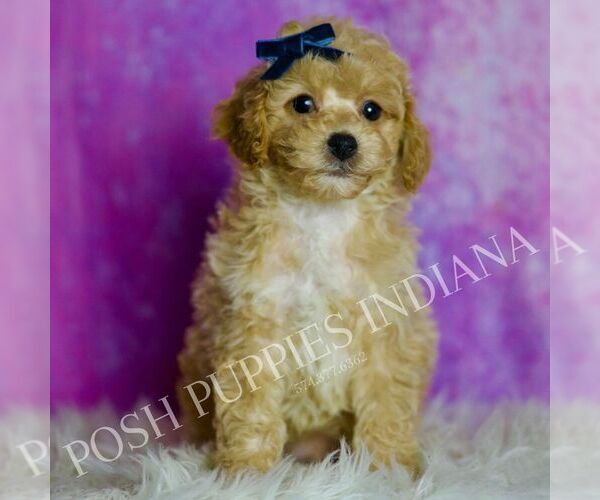 Medium Photo #119 Poodle (Miniature) Puppy For Sale in WARSAW, IN, USA