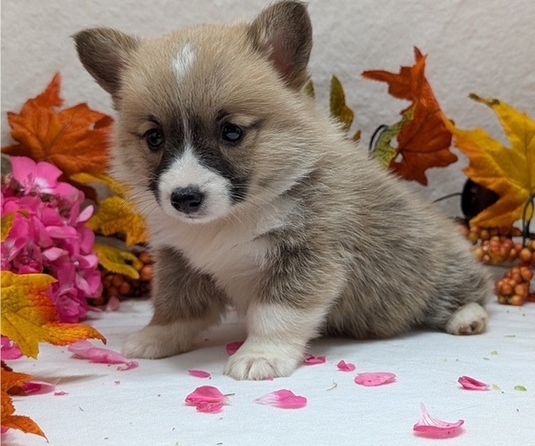 Medium Photo #8 Pembroke Welsh Corgi Puppy For Sale in GOSHEN, IN, USA