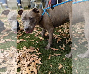 Athena the Pittie - Female American Pit Bull Terrier-Unknown Mix Dog for Adoption - Photo #9