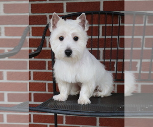 Mother of the West Highland White Terrier puppies born on 05/07/2025