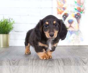 Dachshund Puppy for sale in RED LION, PA, USA
