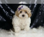 Small #3 Maltipoo