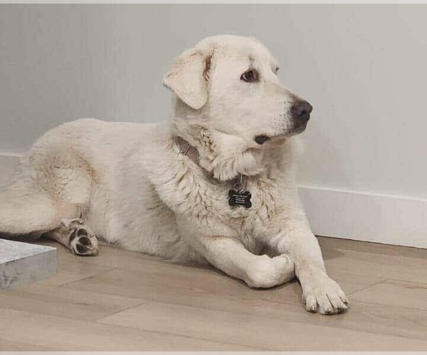 Medium Photo #3 Great Pyrenees Puppy For Sale in Bountiful, UT, USA