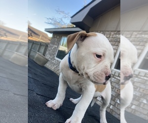 American Bulldog Puppy for sale in FORT STEWART, GA, USA