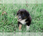 Small #2 Australian Shepherd