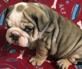 Bulldog Puppy for sale in HARRIS, IA, USA