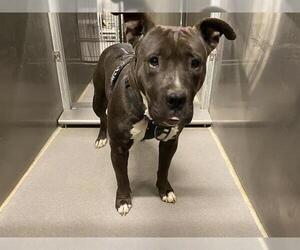 Mutt Dogs for adoption in Modesto, CA, USA