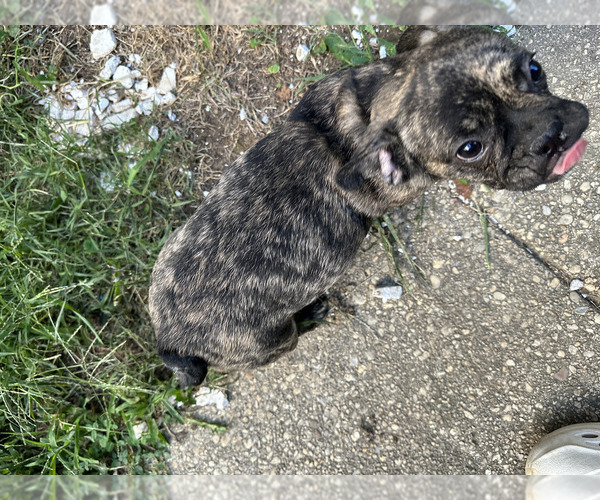 Medium Photo #2 French Bulldog Puppy For Sale in WASHINGTON, DC, USA