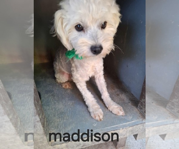 Medium Photo #1 Maltipoo Puppy For Sale in Minneapolis, MN, USA