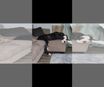 Small Photo #1 Great Dane Puppy For Sale in SAINT GEORGE, GA, USA