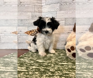 Zuchon Puppy for sale in SENECA, MO, USA