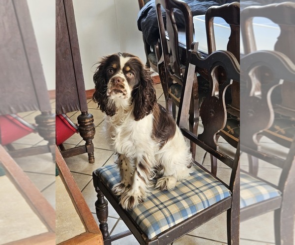 Medium Photo #1 Cocker Spaniel Puppy For Sale in FANCY GAP, VA, USA