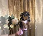 Puppy Puppy 1 American Bully