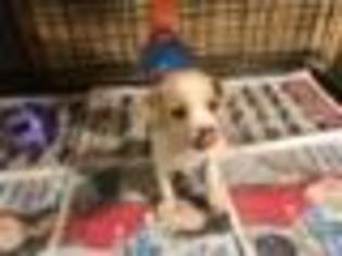 Chihuahua Puppy for sale in NEWARK, NJ, USA
