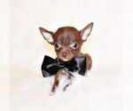 Puppy Skeeter Chihuahua