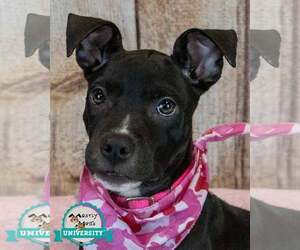 Bull-Boxer Dogs for adoption in Kennesaw, GA, USA