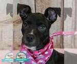 AnneMarie - Female Bull-Boxer Dog for Adoption - Small photo