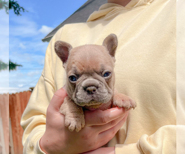 Medium Photo #1 French Bulldog Puppy For Sale in FERNDALE, WA, USA