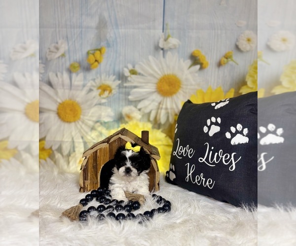 Medium Photo #8 ShihPoo Puppy For Sale in RIPLEY, MS, USA