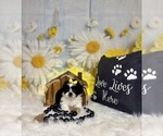 Small #7 ShihPoo