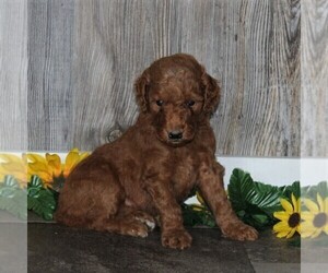Goldendoodle-Poodle (Standard) Mix Puppy for sale in HONEY BROOK, PA, USA