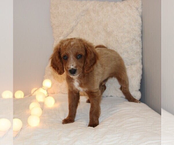 Medium Photo #5 Cavapoo Puppy For Sale in MEADVILLE, PA, USA