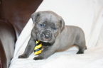 Small Photo #3 Cane Corso Puppy For Sale in MONTVILLE, OH, USA