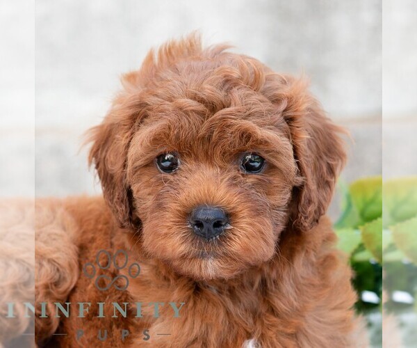 Medium Photo #1 Cavapoo (Miniature) Puppy For Sale in DORNSIFE, PA, USA