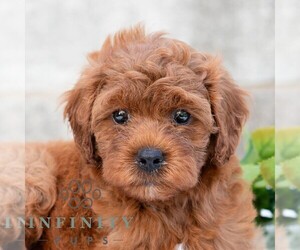 Cavapoo (Miniature) Puppy for sale in DORNSIFE, PA, USA