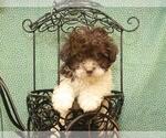 Small Photo #1 Poodle (Toy) Puppy For Sale in SHAWNEE, OK, USA