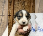 Puppy 4 Australian Shepherd-Pembroke Welsh Corgi Mix