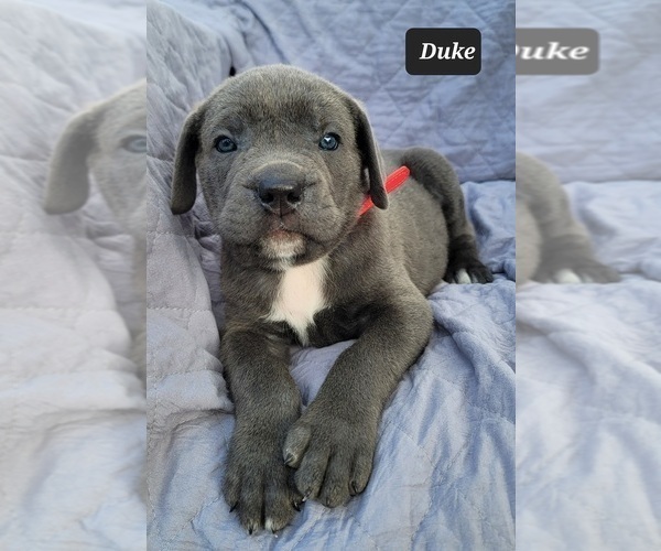 Medium Photo #4 Cane Corso Puppy For Sale in POMEROY, OH, USA