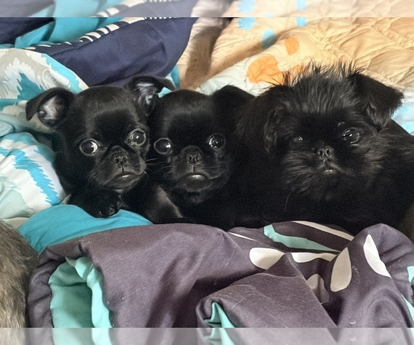 Medium Photo #5 Brussels Griffon Puppy For Sale in SPRING BRANCH, TX, USA