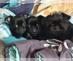 Small #4 Brussels Griffon