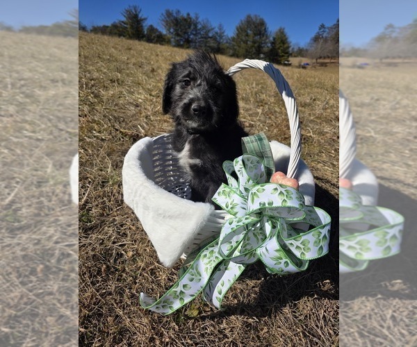 Medium Photo #1 Anatolian Shepherd-Sheepadoodle Mix Puppy For Sale in ALEXANDER, NC, USA