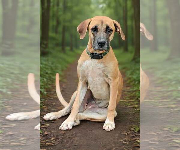 Medium Photo #7 Black Mouth Cur-Great Dane Mix Puppy For Sale in Talladega, AL, USA