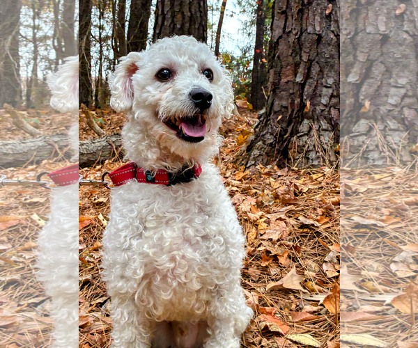 Medium Photo #2 Poodle (Miniature) Puppy For Sale in Arlington, VA, USA
