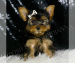 Puppy Leo Morkie