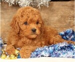 Small #4 Cavapoo