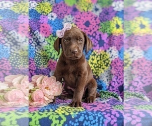 Labrador Retriever Puppy for sale in KIRKWOOD, PA, USA
