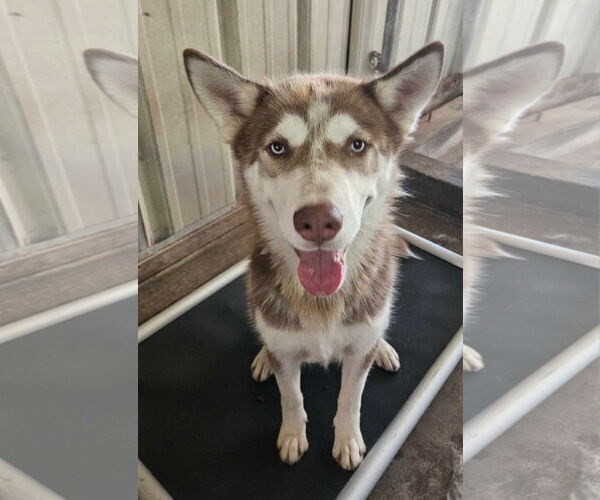Medium Photo #1 Huskies -Unknown Mix Puppy For Sale in El Centro, CA, USA