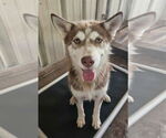 Small Huskies  Mix