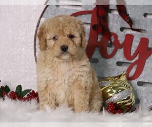 Bernedoodle-Poodle (Miniature) Mix Puppy for sale in FREDERICKSBG, OH, USA