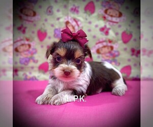 Yorkshire Terrier Puppy for sale in WINNSBORO, LA, USA