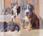 Small Photo #8 American Bully Puppy For Sale in LOS ANGELES, CA, USA