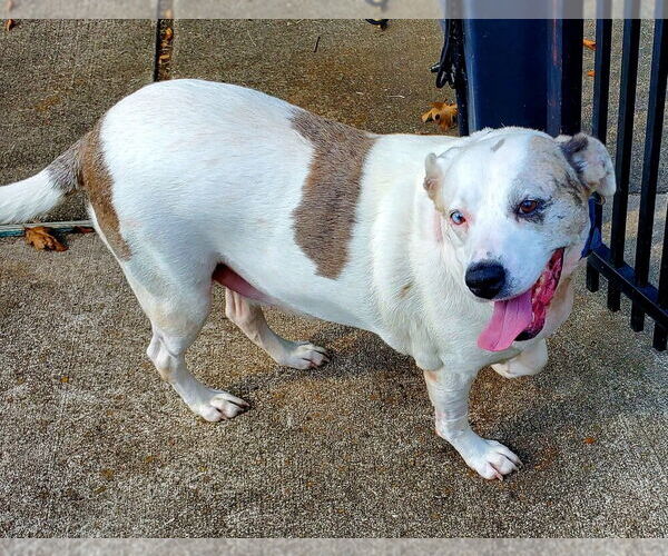 Medium Photo #3 American Pit Bull Terrier-Unknown Mix Puppy For Sale in Brewster, NY, USA